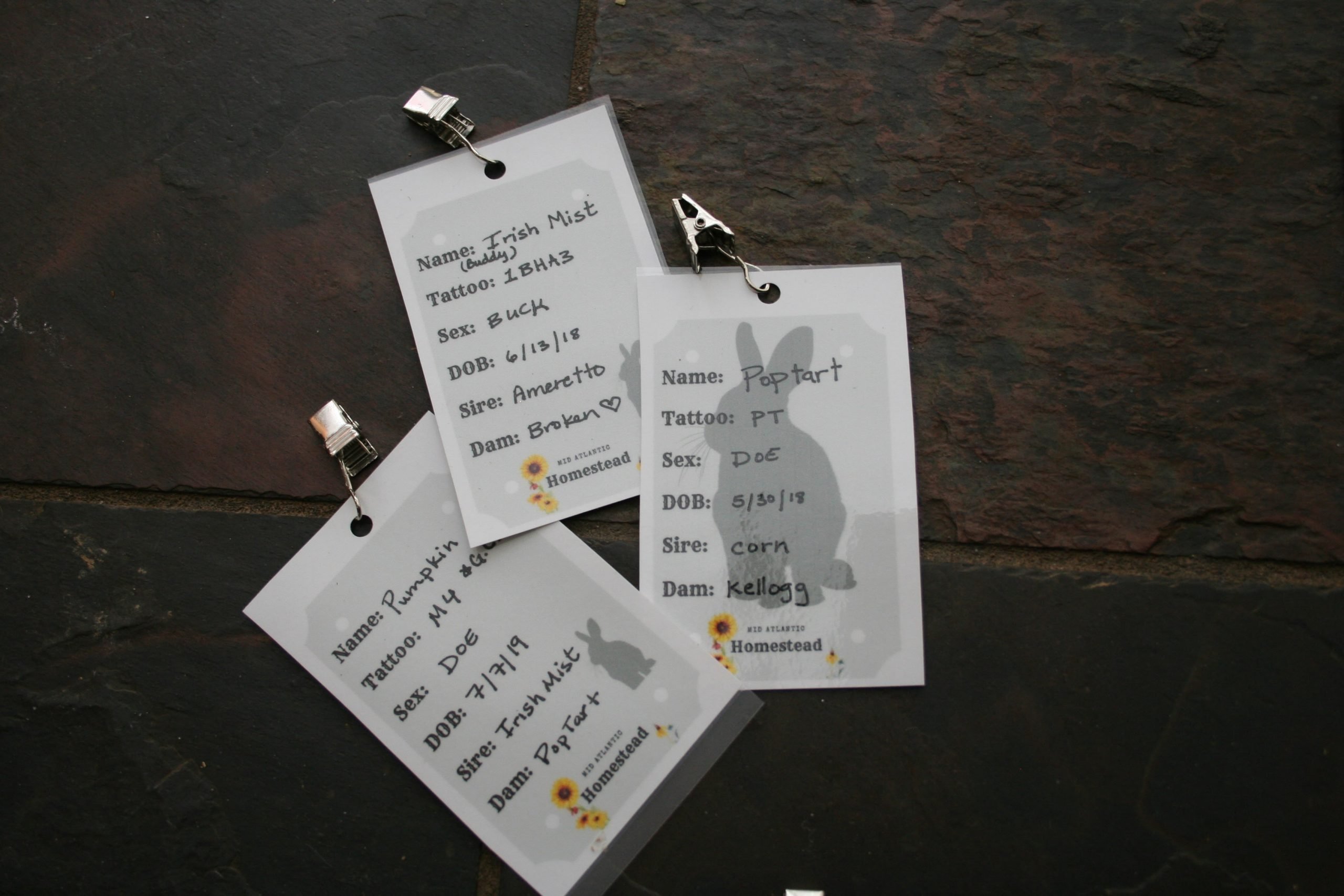 rabbit-name-tags-free-printable-mid-atlantic-homestead