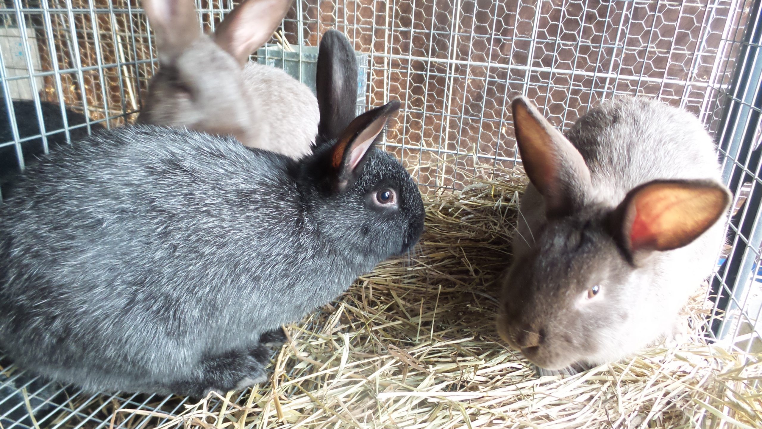 The Best Mini Farm Animal is Rabbits - Mid Atlantic Homestead