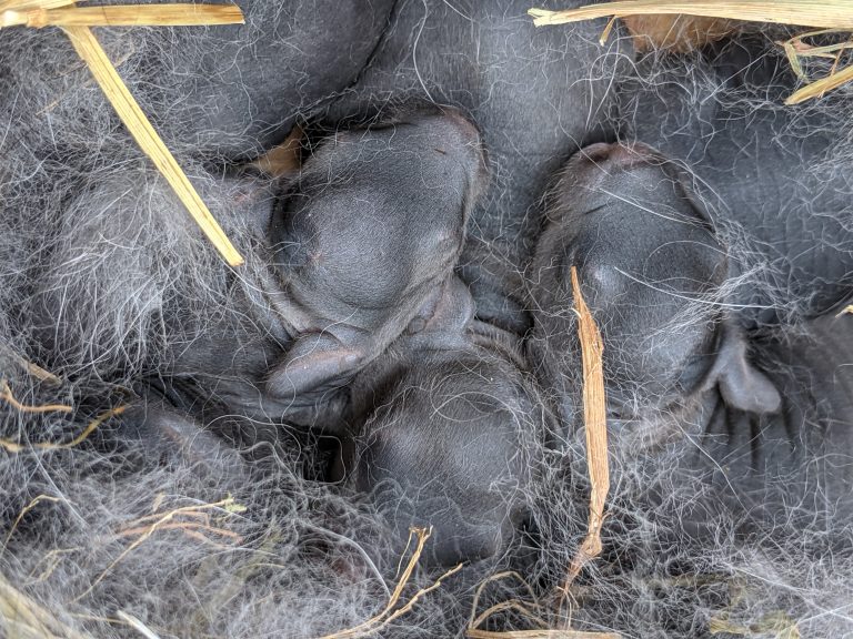 Expert Tips and Tricks For Successful Rabbit Kindling - Mid Atlantic ...