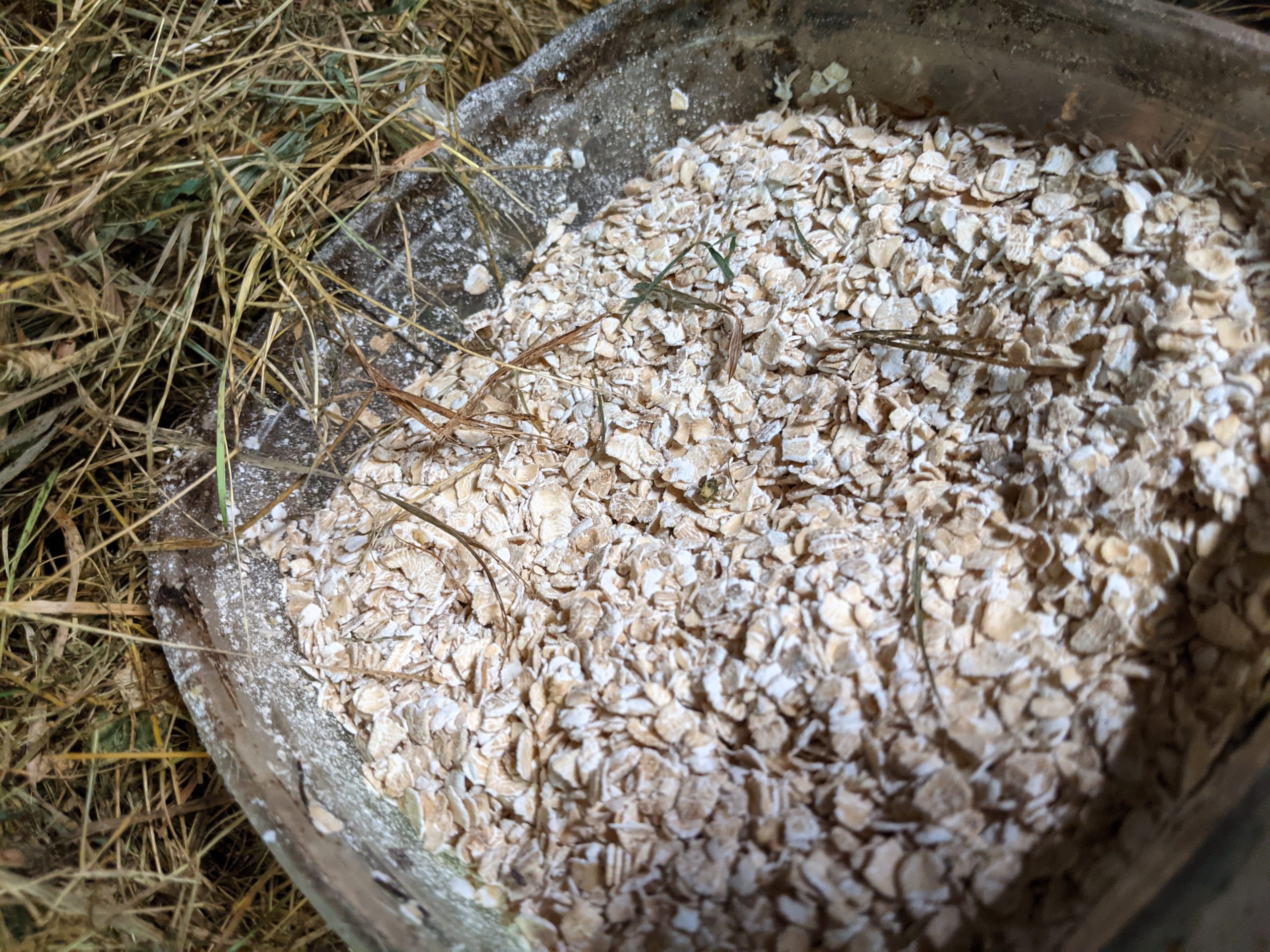 Expert Tips and Tricks For Successful Rabbit Kindling - Mid Atlantic ...