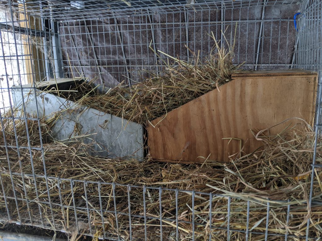 Expert Tips and Tricks For Successful Rabbit Kindling - Mid Atlantic ...